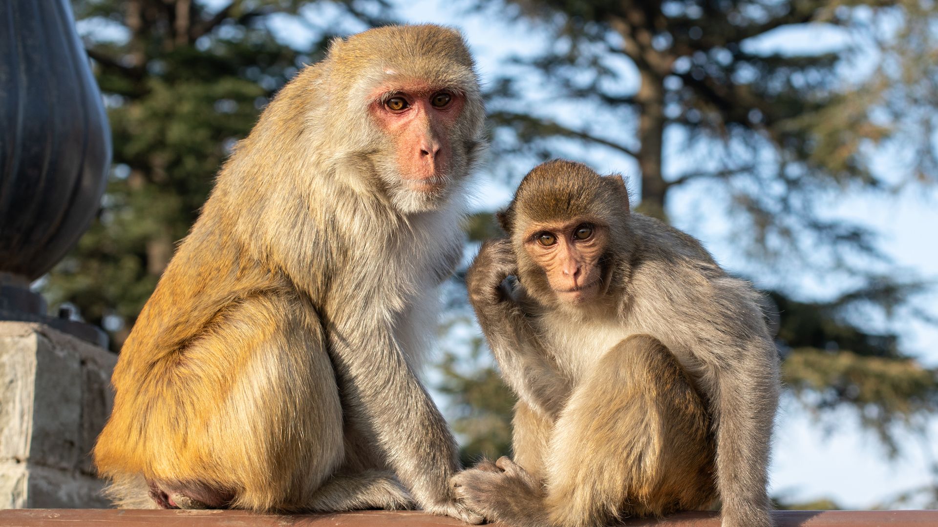 South Carolina 43 Monkeys Escaped from a research centre