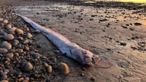 Oarfish found dead on Californian coastline